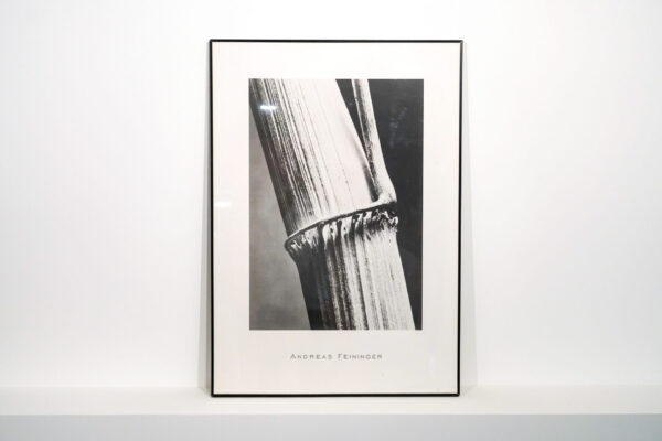 Gekaderde fotografische afdruk "Andreas Feininger - Rietstengel"