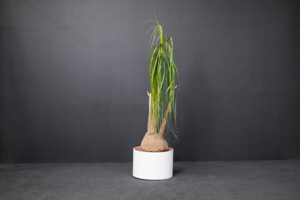 Olifantenvoetplant in bloempot