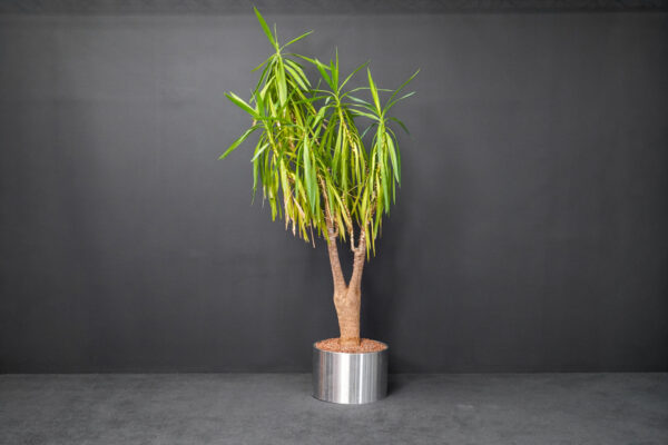 Yucca-Palme in Blumentopf